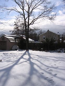 Tree and snow