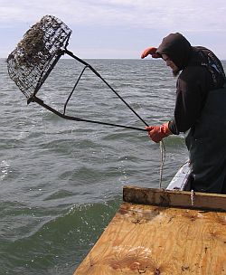 scallop dredge