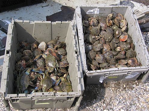 scallops and crabs