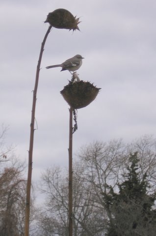 Mocking bird on a sunflower