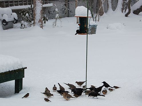 birds and birdfeeder