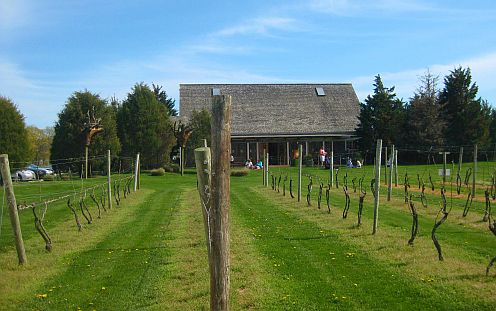 Tasting room overlooking the vines