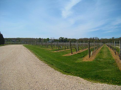 The vineyard