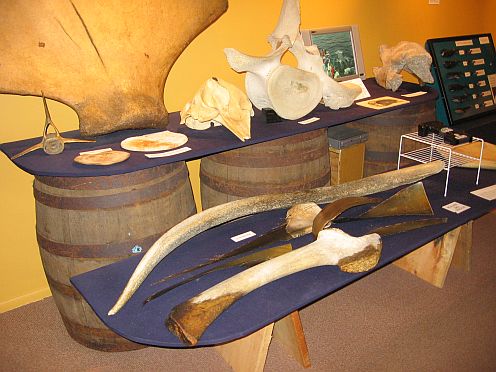 whale bones