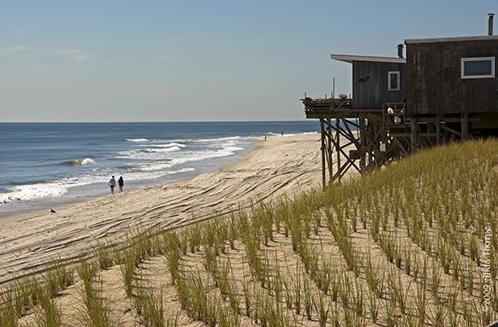 beach grass