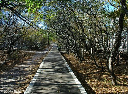 a boardwalk