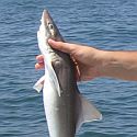 A man holding a dogfish