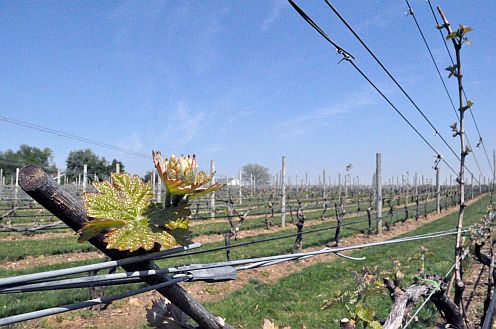 grape vines in a vineyard