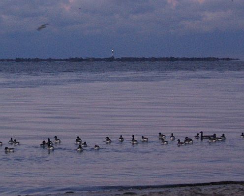 Ducks and lighthouse