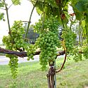 Grapes in a vineyard