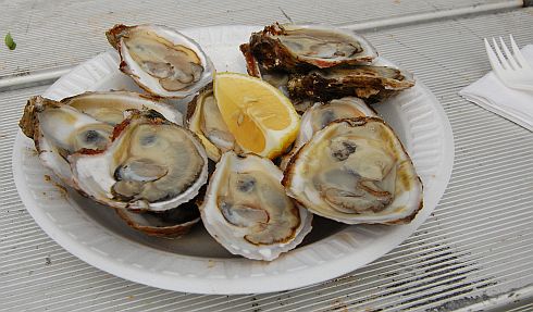 oysters on a plate