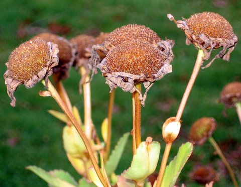 Dying Montauk Daisies