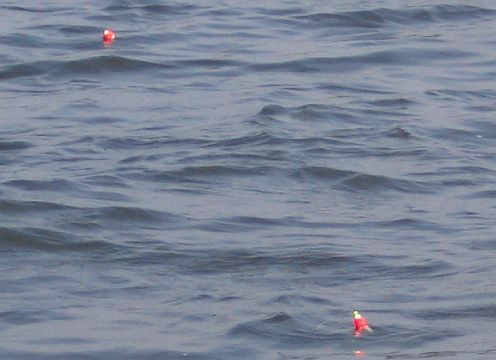 Snapper Fishing on Long Island