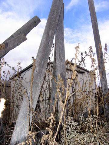 Tomato stakes