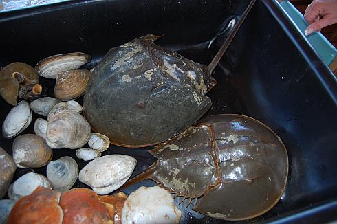 a variety of shellfish