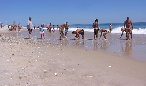 sea shells