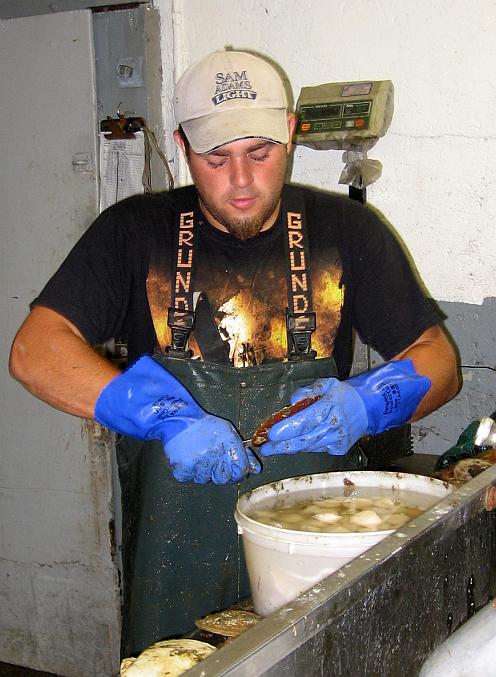 a fisherman shucking sea scallops