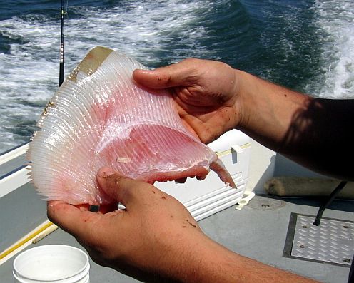 a skinned skate wing