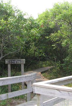 The Sunken Forest Trailhead