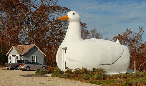 A giant duck