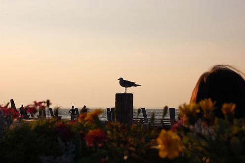 seagull
