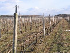 A grape vine trellis