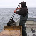 A bayman hauling in a scallop dredge.