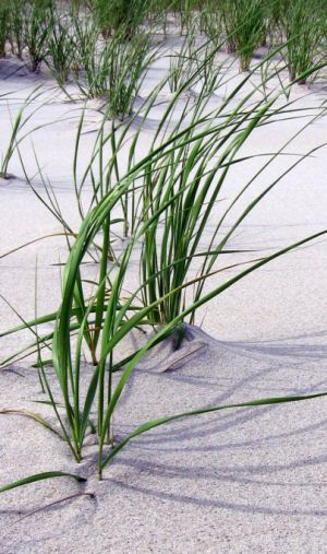 A forming dune