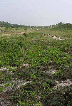 Between the dunes is an area called the swale