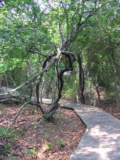 A twisted tree in the Sunken Forest