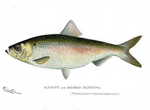 Color print of an Alewife