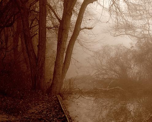 lake and heron in the fog