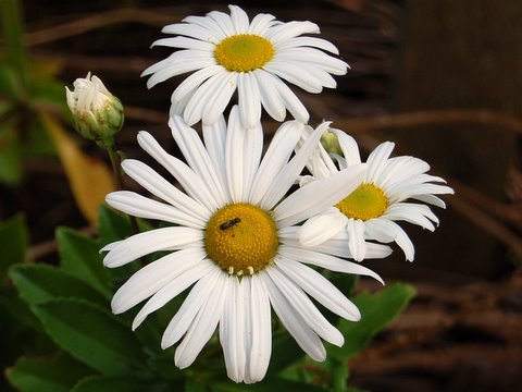 Montauk Daisies