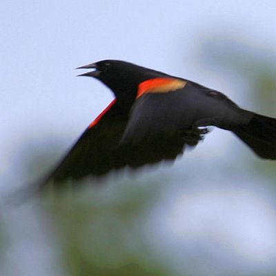 A Red Winged Blackbird and his very sharp beak